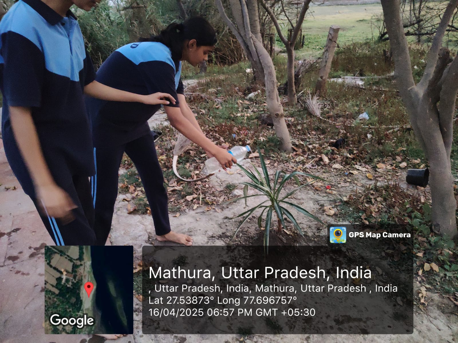 Plantation drive 4
